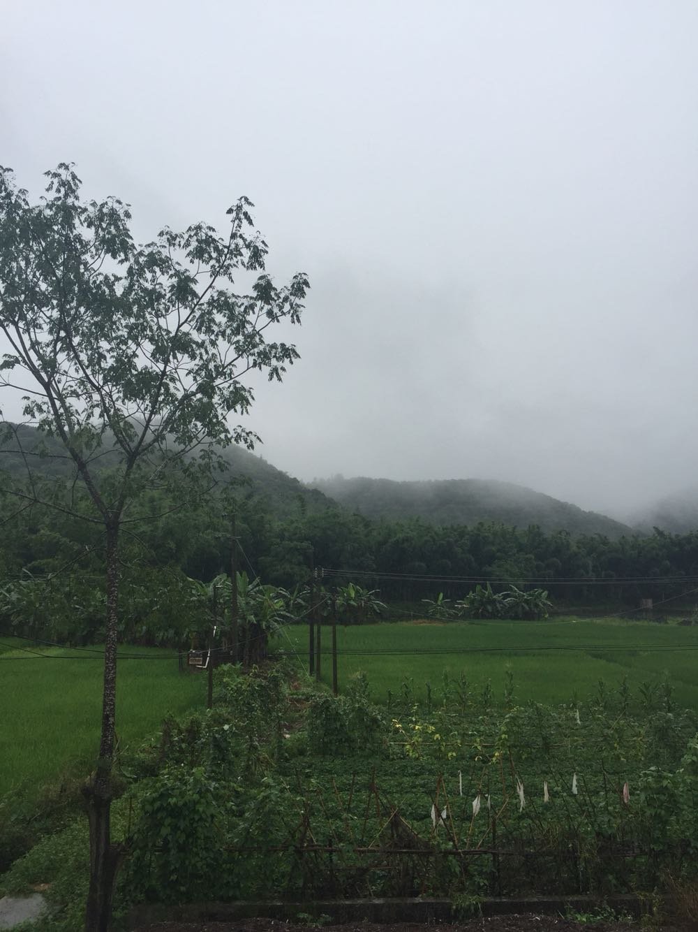 龙列村最新天气预报更新通知